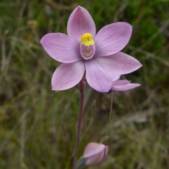 Thelymitra rubra at Boro, NSW - suppressed