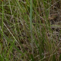 Thelymitra rubra at Boro, NSW - suppressed