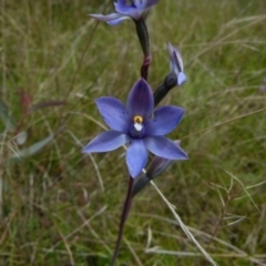 Thelymitra simulata (Graceful Sun-orchid) at Boro - 28 Oct 2021 by Paul4K