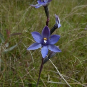 Thelymitra simulata at Boro, NSW - suppressed