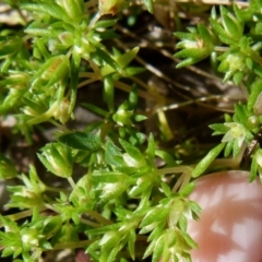 Crassula helmsii (Swamp Stonecrop) at Boro - 28 Oct 2021 by Paul4K