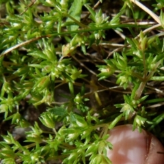 Crassula helmsii at Boro, NSW - suppressed