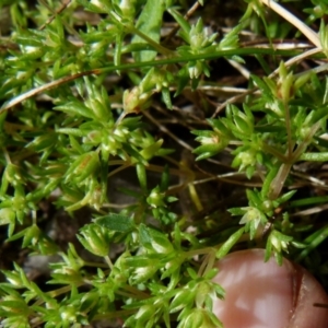 Crassula helmsii at Boro, NSW - 28 Oct 2021