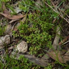 Crassula helmsii at Boro, NSW - suppressed