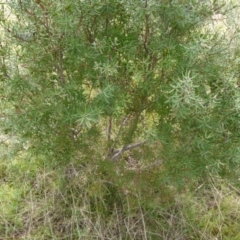 Persoonia mollis (Soft Geebung) at Boro - 28 Oct 2021 by Paul4K