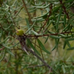 Persoonia mollis at Boro, NSW - suppressed