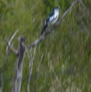 Lalage tricolor at Boro, NSW - 28 Oct 2021