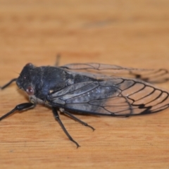 Psaltoda moerens at Wamboin, NSW - 26 Nov 2020 07:33 PM