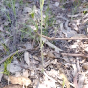 Calochilus platychilus at Tralee, NSW - 30 Oct 2021