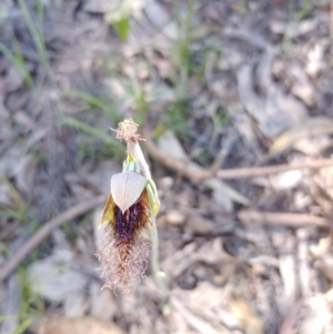 Calochilus platychilus at Tralee, NSW - 30 Oct 2021