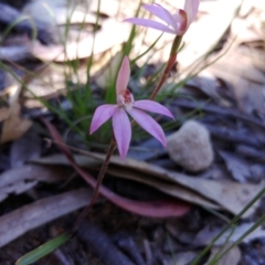 Caladenia carnea (Pink Fingers) at Tralee, NSW - 30 Oct 2021 by IanBurns