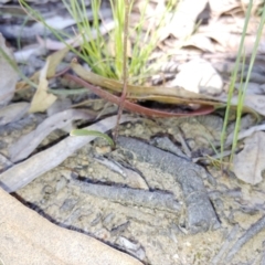 Caladenia carnea at Tralee, NSW - suppressed