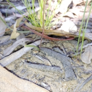 Caladenia carnea at Tralee, NSW - 30 Oct 2021