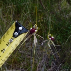 Caladenia atrovespa (Green-comb Spider Orchid) at Boro - 28 Oct 2021 by Paul4K