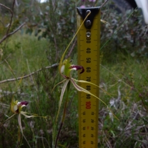 Caladenia atrovespa at Boro, NSW - 28 Oct 2021