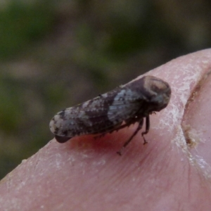 Macroceps tonnoiri at Boro, NSW - suppressed