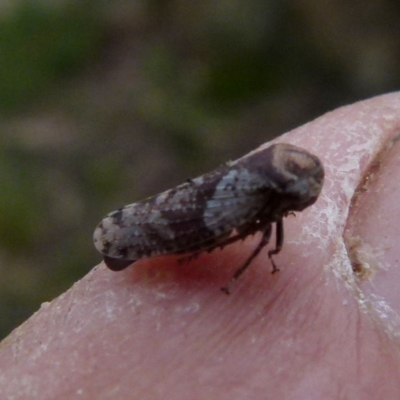 Platybrachys sp. (genus) at Boro, NSW - 28 Oct 2021 by Paul4K