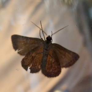 Dichromodes ainaria at Boro, NSW - 29 Oct 2021