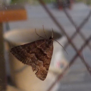 Dichromodes ainaria at Boro, NSW - 29 Oct 2021