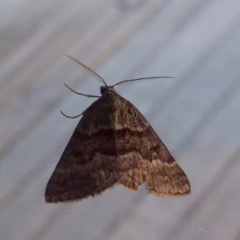 Dichromodes ainaria at Boro, NSW - 29 Oct 2021