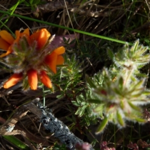 Pultenaea subspicata at Boro, NSW - suppressed