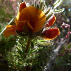 Pultenaea subspicata at Boro, NSW - suppressed