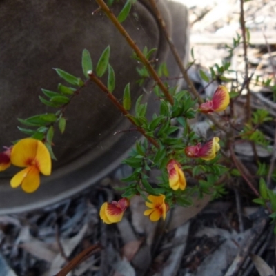 Pultenaea vrolandii (Cupped Bush-Pea) at suppressed - 28 Oct 2021 by Paul4K