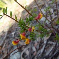 Pultenaea vrolandii at suppressed - 29 Oct 2021