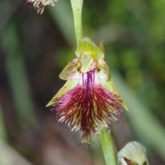 Calochilus montanus (Copper Beard Orchid) at Acton, ACT - 29 Oct 2021 by mlech