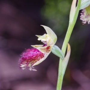 Calochilus montanus at Acton, ACT - 30 Oct 2021