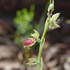 Calochilus montanus at Acton, ACT - 30 Oct 2021