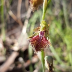 Calochilus montanus at Acton, ACT - 30 Oct 2021