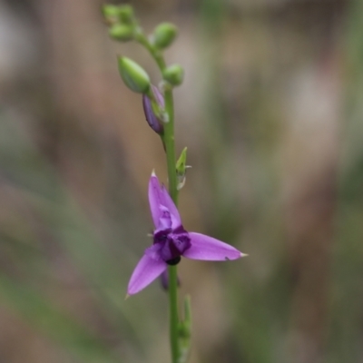 Arthropodium strictum (Chocolate Lily) at Wodonga, VIC - 29 Oct 2021 by KylieWaldon