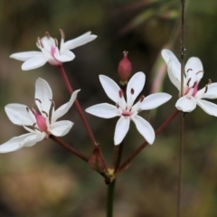 Burchardia umbellata (Milkmaids) at Wodonga, VIC - 29 Oct 2021 by KylieWaldon