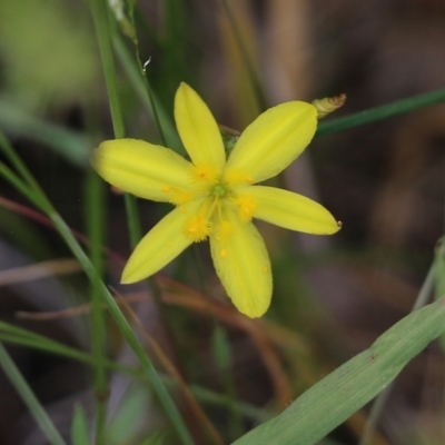 Tricoryne elatior (Yellow Rush Lily) at Wodonga, VIC - 29 Oct 2021 by KylieWaldon