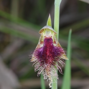 Calochilus platychilus at Acton, ACT - suppressed