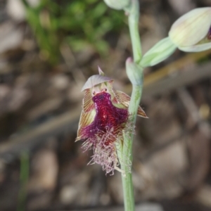 Calochilus platychilus at Acton, ACT - suppressed