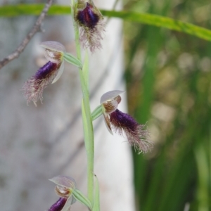 Calochilus platychilus at Acton, ACT - suppressed