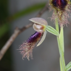 Calochilus platychilus at Acton, ACT - suppressed