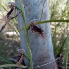 Calochilus platychilus at Acton, ACT - suppressed