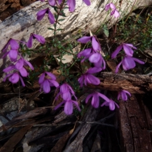 Tetratheca thymifolia at Boro, NSW - 29 Oct 2021