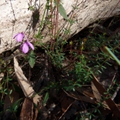 Tetratheca thymifolia at Boro, NSW - 29 Oct 2021