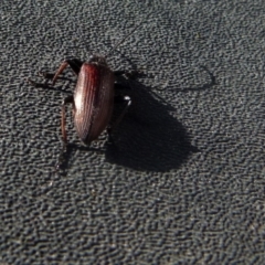 Homotrysis cisteloides (Darkling beetle) at Boro - 28 Oct 2021 by Paul4K