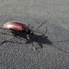 Homotrysis cisteloides at Boro, NSW - 29 Oct 2021