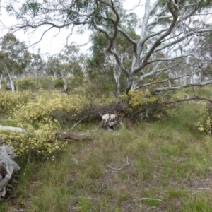 Pomaderris ledifolia at Boro, NSW - suppressed