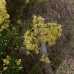 Pomaderris ledifolia at Boro, NSW - suppressed