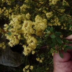 Pomaderris ledifolia at Boro, NSW - suppressed