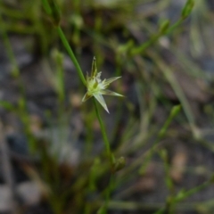 Juncus bufonius (Toad Rush) at Boro, NSW - 28 Oct 2021 by Paul4K