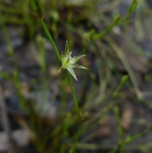 Juncus bufonius at Boro, NSW - 29 Oct 2021