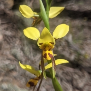 Diuris sulphurea at Lake George, NSW - suppressed